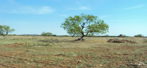 Mesquite leafed out in April 2011.