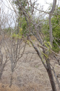 Mesquite tree with new leaves