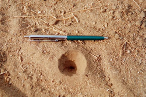 A doodlebug hole with tempting dead grass stalks nearby.  What a great way for a child to while away time on a hot summer day.  Aggravation for the doodlebug but no real harm like DDT.