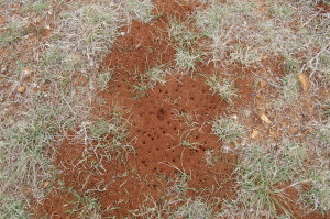 Inactive red ant bed found in April 2013 on the parade ground at historic Fort Richardson near Jacksboro, Texas.  The weather was very cold for that time of the year and the mound was not buzzing with activity even though the grass was turning green.