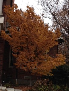Coral bark maples are as beautiful in winter as in spring through fall.