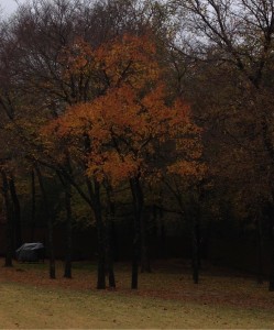 Cedar Elms trees in beautiful autumn colors.