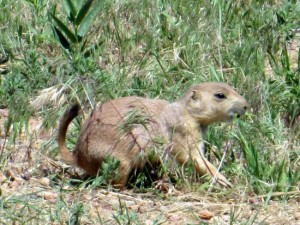 A prairie dog at the Rocky Mountain National Wildlife Refuge.