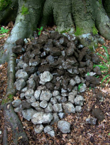 Samples of burnt clay or Black Gumbo as it is known in Blackland Prairies.