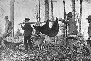 Bear hunting in Tennessee was similar to hunting in Texas.  Just avoid wild hogs.  (Wikipedia)